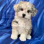 Dog, Carnivore, Dog Supply, Dog breed, Companion dog, Toy Dog, Small Terrier, Electric Blue, Terrier, Furry friends, Canidae, Pet Supply, Yorkipoo, Working Animal, Non-sporting Group, Maltepoo