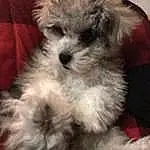 Dog, Dog breed, Carnivore, Companion dog, Working Animal, Toy Dog, Snout, Terrier, Small Terrier, Canidae, Furry friends, Water Dog, Maltepoo, Shih-poo, Recliner, Yorkipoo, Non-sporting Group, Terrestrial Animal, Poodle Crossbreed