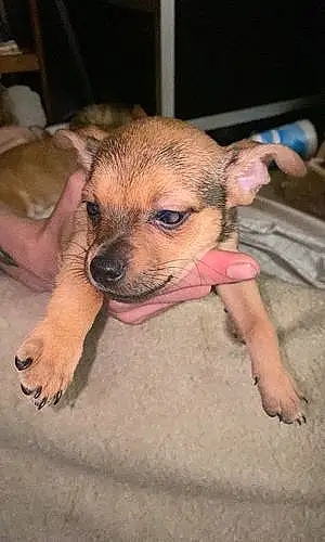 Name Chihuahua Dog Bandit