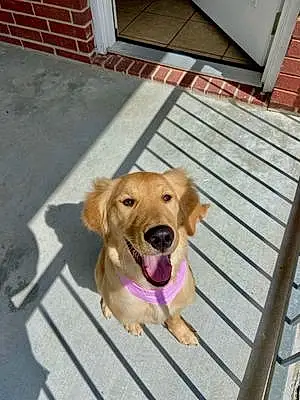 Name Golden Retriever Dog Khaleesi