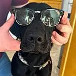 Head, Hand, Dog, Dog breed, Carnivore, Sunglasses, Goggles, Vision Care, Gesture, Finger, Working Animal, Mirror, Companion dog, Eyewear, Collar, Snout, Personal Protective Equipment, Cameras & Optics, Dog Collar, Selfie