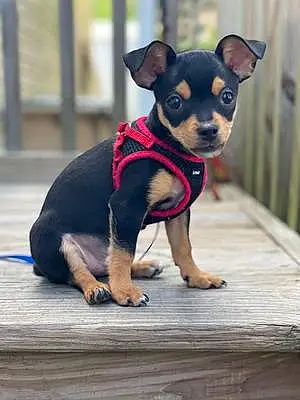 Name Chihuahua Dog Bandit
