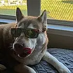 Dog, Dog breed, Carnivore, Felidae, Sled Dog, Small To Medium-sized Cats, Companion dog, Whiskers, Mesh, Snout, Wolf, Siberian Husky, Tail, Canis, Terrestrial Animal, Canidae, Working Animal, Furry friends, Domestic Short-haired Cat