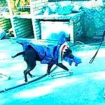 Blue, Working Animal, Pet Supply, Dog breed, Carnivore, Aqua, Electric Blue, Pack Animal, Snout, Art, Leash, Bovine, Fashion Accessory, Horse Tack, Rein, Canidae, Shadow