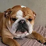 Bulldog, Dog, Dog breed, Carnivore, Comfort, Companion dog, Fawn, Wrinkle, Ear, Snout, Collar, Whiskers, Canidae, White English Bulldog, Bored, Dog Supply, Dog Collar, Working Animal, Toy Dog