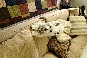 Name West Highland White Terrier Dog Molly