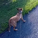 Dog, Blue, Collar, Carnivore, Grass, Fawn, Line, Companion dog, Dog breed, Asphalt, Felidae, Kangaroo, Road Surface, Tail, Snout, Wallaby, Whiskers, Electric Blue, Toy Dog, Terrestrial Animal