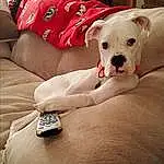 Dog, Couch, Comfort, Dog breed, Carnivore, Fawn, Companion dog, Working Animal, Pillow, Human Leg, Toy Dog, Wrist, Carmine, Room, Sitting, Studio Couch, Canidae, Foot