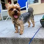 Dog, Dog Supply, Blue, Dog breed, Carnivore, Working Animal, Liver, Fawn, Companion dog, Toy Dog, Snout, Yorkshire Terrier, Small Terrier, Leash, Canidae, Collar, Terrier, Yorkipoo, Biewer Terrier