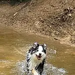 Water, Dog, Dog breed, Carnivore, Working Animal, Bank, Companion dog, Herding Dog, Snout, Fluvial Landforms Of Streams, Lake, Canidae, Terrestrial Animal, Border Collie, Stream, Working Dog, Creek, Liquid