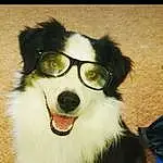 Dog, Vision Care, Dog breed, Carnivore, Jaw, Ear, Companion dog, Whiskers, Smile, Eyewear, Snout, Happy, Working Animal, Canidae, Furry friends, Personal Protective Equipment, Working Dog, Moustache, Non-sporting Group