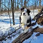 Snow, Dog, Sky, Carnivore, Tree, Wood, Dog breed, Freezing, Plant, Twig, Companion dog, Herding Dog, Winter, Furry friends, Canidae, Forest, Working Dog, Natural Landscape