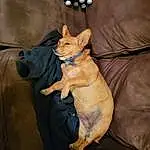 Brown, Dog, Dog breed, Comfort, Carnivore, Dog Supply, Working Animal, Companion dog, Fawn, Snout, Canidae, Toy Dog, Tail, Bag, Linens, Paw, Non-sporting Group