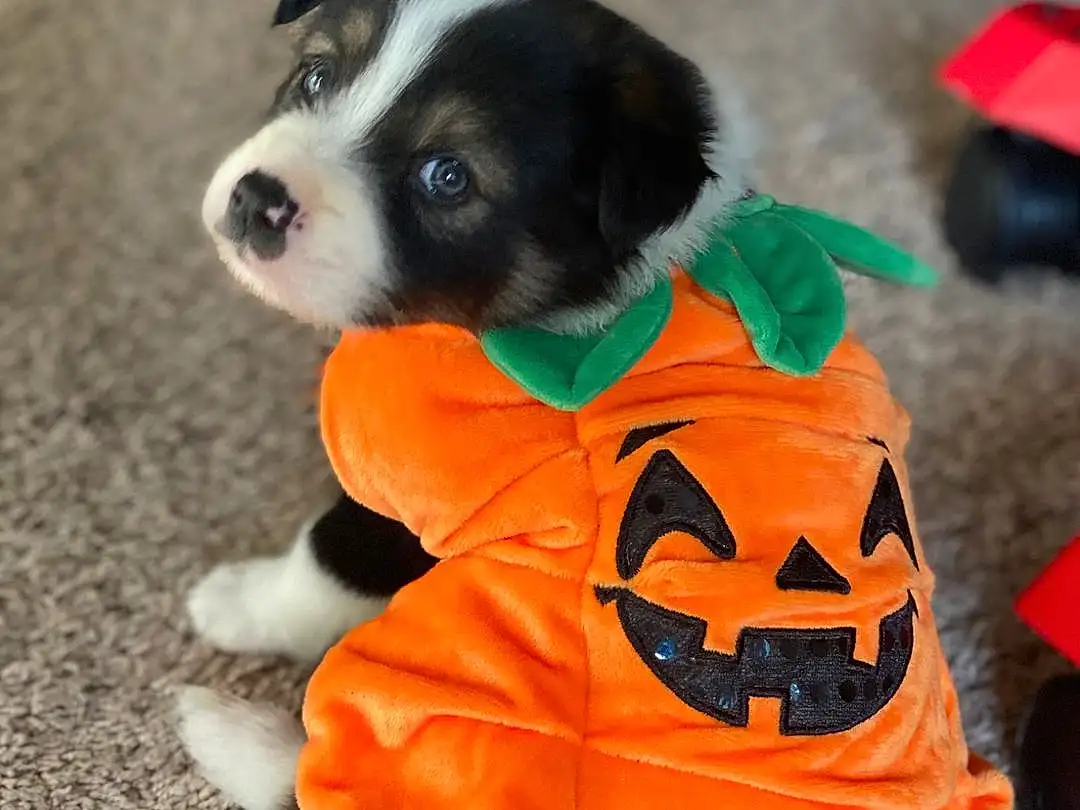 Dog, Dog Supply, Dog breed, Carnivore, Pumpkin, Orange, Dog Clothes, Companion dog, Calabaza, Working Animal, Toy Dog, Snout, Toy, Tail, Furry friends, Canidae, Trick-or-treat, Whiskers, Paw