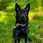 Dog, Plant, Carnivore, Grass, Dog breed, Companion dog, Tail, Tree, Herding Dog, Working Animal, Terrestrial Animal, Guard Dog, Law Enforcement, Working Dog, Canidae, Whiskers, Borador, Non-sporting Group, Hunting Dog, Dog Collar