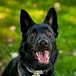 Dog, Carnivore, Dog breed, Collar, Companion dog, Working Animal, Snout, Grass, Whiskers, Canidae, Dog Collar, Herding Dog, Working Dog, Furry friends, Guard Dog, Non-sporting Group, Plant