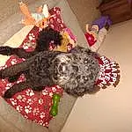 Dog, Creative Arts, Dog breed, Companion dog, Wool, Dog Supply, Furry friends, Craft, Christmas, Carmine, Room, Linens, Art, Thread, Stuffed Toy, Pattern, Canidae, Knitting