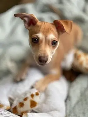 Name Chihuahua Dog Dodger