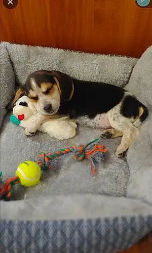 Name Beagle Dog Jaxon