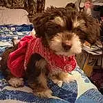 Dog, Dog breed, Carnivore, Liver, Companion dog, Toy Dog, Snout, Terrier, Working Animal, Small Terrier, Canidae, Dog Supply, Comfort, Furry friends, Puppy love, Biewer Terrier, Maltepoo, Yorkipoo, Non-sporting Group
