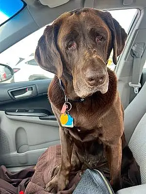 Name Labrador Retriever Dog Piper