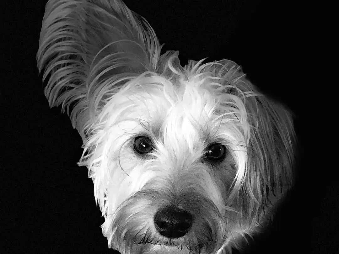 Dog, Dog breed, Carnivore, Companion dog, Snout, Toy Dog, Terrier, Small Terrier, Canidae, Black & White, Darkness, Australian Terrier, Monochrome, Biewer Terrier, Puppy