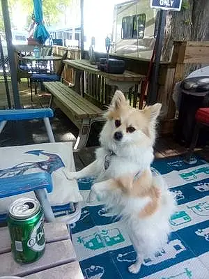 Name Pomeranian Dog Brandi