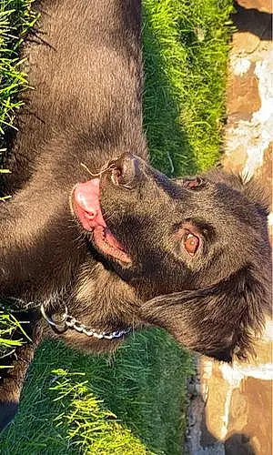 Labrador Retriever Dog Pepper