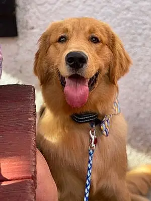 Name Golden Retriever Dog Miller