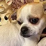 Head, Dog, Dog breed, Carnivore, Whiskers, Ear, Companion dog, Fawn, Snout, Toy Dog, Furry friends, Canidae, Working Animal, Terrestrial Animal, Chihuahua, Corgi-chihuahua, Non-sporting Group