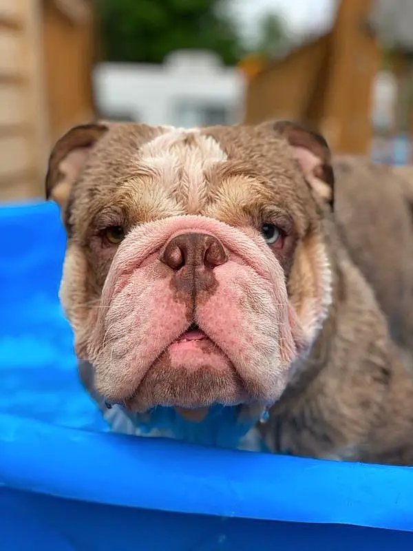Dog, Bulldog, Carnivore, Dog breed, Fawn, Companion dog, Wrinkle, Snout, Grass, Close-up, Terrestrial Animal, Whiskers, Liver, Canidae, Electric Blue, Working Animal, White English Bulldog, Symmetry, Non-sporting Group