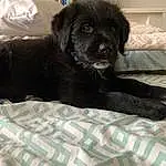 Dog, Carnivore, Working Animal, Comfort, Companion dog, Dog breed, Snout, Liver, Borador, Dog Supply, Whiskers, Canidae, Furry friends, Gun Dog, Terrestrial Animal, Puppy, Digital Video Recorder, Non-sporting Group, Working Dog