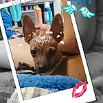 Dog, Carnivore, Dog Supply, Dog breed, Fawn, Companion dog, Toy Dog, Working Animal, Snout, Font, Pet Supply, Rectangle, Photo Caption, Liver, Electric Blue, Chihuahua, Paw, Linens