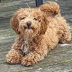 Dog, Water Dog, Carnivore, Dog breed, Companion dog, Toy Dog, Liver, Corn On The Cob, Poodle, Wood, Snout, Terrier, Small Terrier, Furry friends, Canidae, Working Animal, Yorkipoo, Maltepoo, Poodle Crossbreed