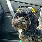 Dog, Dog breed, Carnivore, Companion dog, Water Dog, Toy Dog, Snout, Small Terrier, Terrier, Canidae, Furry friends, Yorkipoo, Vehicle Door, Auto Part, Windshield, Puppy love, Poodle Crossbreed, Maltepoo, Labradoodle