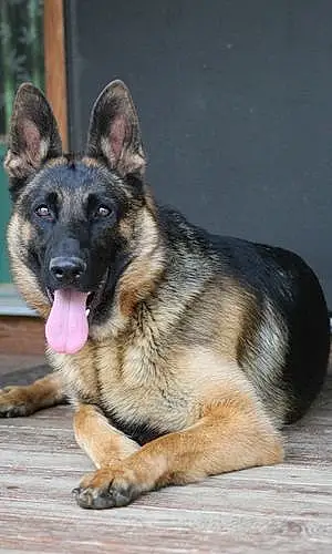 Name German Shepherd Dog Zola