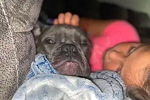 Name American Bully Dog Queen