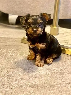 Name Yorkshire Terrier Dog Polo