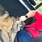 Dog, Vehicle, Car, Carnivore, Collar, Vroom Vroom, Dog breed, Comfort, Steering Wheel, Window, Fawn, Thigh, Car Seat Cover, Vehicle Door, Companion dog, Car Seat, Lap, Steering Part, Human Leg, Snout