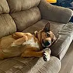 Dog, Couch, Furniture, Comfort, Dog breed, Carnivore, Fawn, Companion dog, Living Room, Wood, Hardwood, Working Animal, Studio Couch, Dog Supply, Liver, Canidae, Sofa Bed, Furry friends