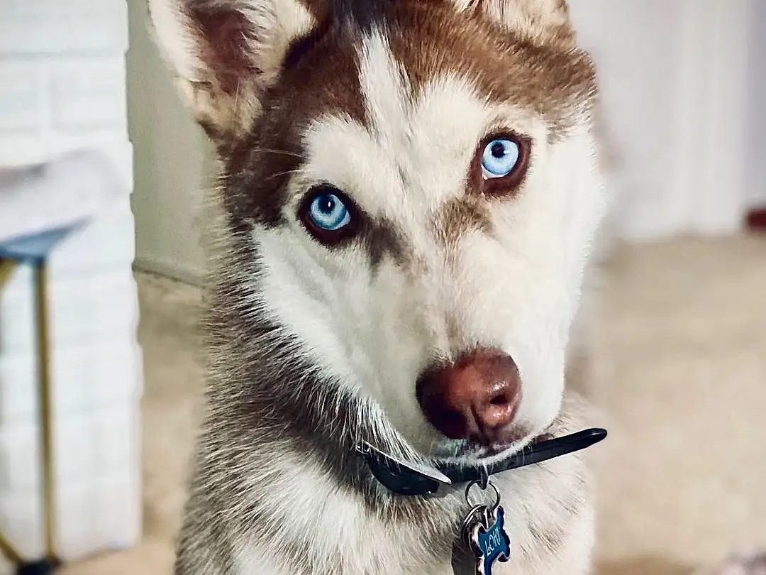 Dog, Eyes, Carnivore, Sled Dog, Jaw, Dog breed, Companion dog, Whiskers, Snout, Collar, Working Animal, Wolf, Furry friends, Canis, Siberian Husky, Working Dog, Ancient Dog Breeds, East-european Shepherd, Dog Collar, Canidae