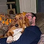 Dog, Comfort, Dog breed, Carnivore, Ear, Companion dog, Fawn, Working Animal, Furry friends, Couch, Scent Hound, Chair, Lap, Sitting, Hound, Canidae, Linens