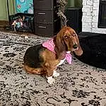 Brown, Dog, Dog breed, Cabinetry, Dog Supply, Carnivore, Companion dog, Fawn, Snout, Collar, Scent Hound, Drawer, Pet Supply, Leash, Chest Of Drawers, Liver, Canidae