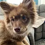 Dog, Carnivore, Dog breed, Working Animal, Ear, Companion dog, Fawn, Whiskers, Snout, German Spitz Mittel, Spitz, Liver, Comfort, Furry friends, German Spitz, Canidae, Terrestrial Animal, Paw, Non-sporting Group