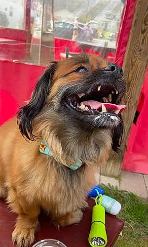 Tibetan Spaniel Dog Toby