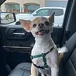 Dog, Car, Vehicle, Vroom Vroom, Dog breed, Collar, Mode Of Transport, Carnivore, Vehicle Door, Automotive Mirror, Companion dog, Smile, Fawn, Automotive Exterior, Fixture, Auto Part, Snout, Dog Collar, Window, Rear-view Mirror