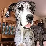 Dog, Picture Frame, Dog breed, Carnivore, Working Animal, Fawn, Companion dog, Snout, Lamp, Great Dane, Chair, Canidae, Outdoor Furniture, Working Dog, Guard Dog, Non-sporting Group, Furry friends, Hardwood, Collar