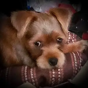 Firstname Yorkshire Terrier Dog Copper