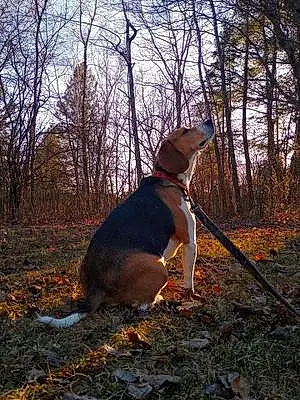 Beagle Dog Mossy
