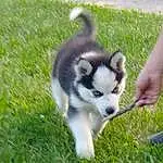 Dog, Dog breed, Sled Dog, Carnivore, Grass, Companion dog, Terrestrial Animal, Siberian Husky, Snout, Plant, Working Animal, Tail, Canidae, Working Dog, Miniature Siberian Husky, Puppy, Herding Dog, Non-sporting Group, Ancient Dog Breeds